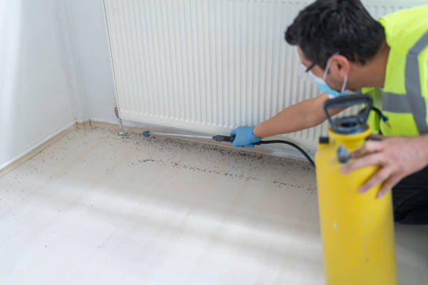 Best Termite Control Services  in Adwolf, VA
